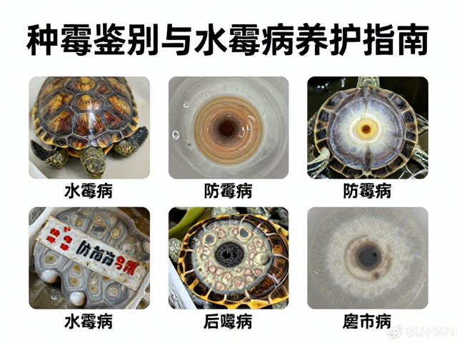 种龟鉴别与水霉病预防，透气防霉基质养护指南