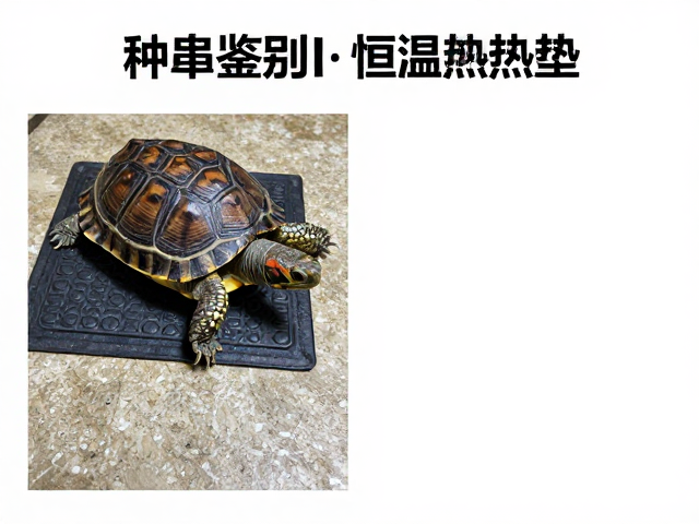 种龟鉴别与恒温加热垫使用,干燥定型处理全攻略