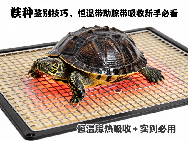 种龟鉴别技巧,恒温加热垫助脐带吸收,新手必看