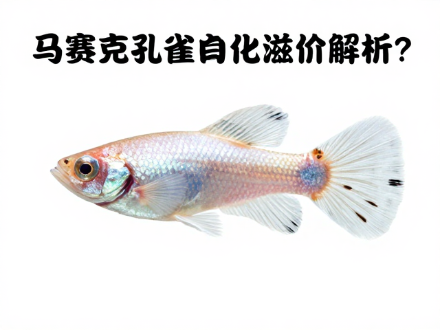 马赛克孔雀鱼成鱼溢价解析，精品白化为何值这么多？