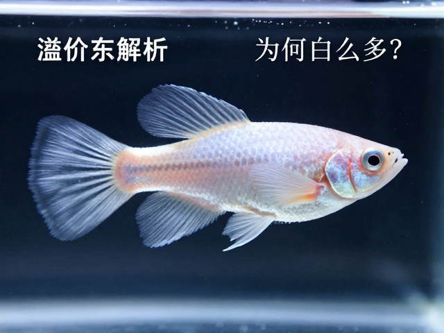 马赛克孔雀鱼成鱼溢价解析，精品白化为何值这么多？