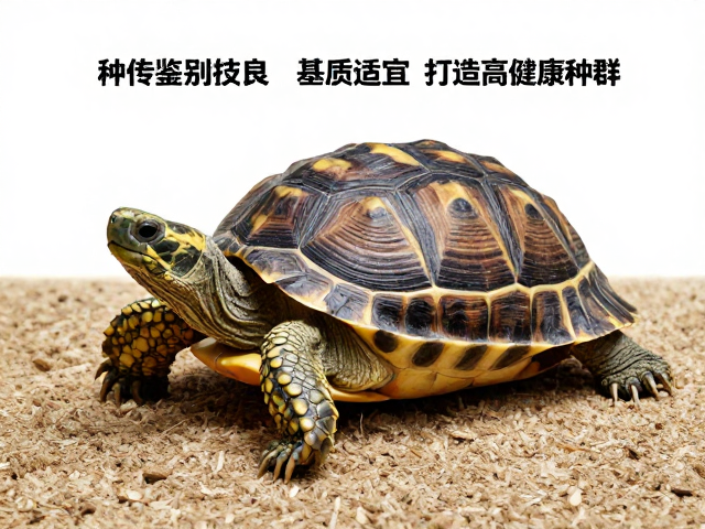 种龟鉴别技巧，遗传基因优良，基质厚度适宜，打造高健康种群