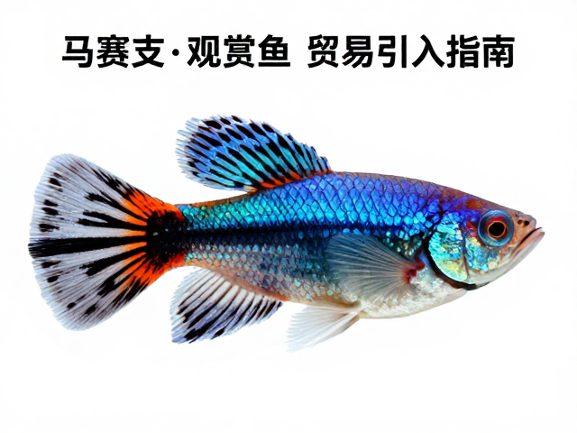 马赛克孔雀鱼水温要求及观赏鱼贸易引入指南