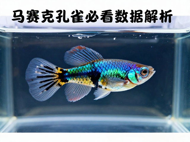 马赛克孔雀鱼水温稳定与头胸甲比例，养鱼高手必看数据解析