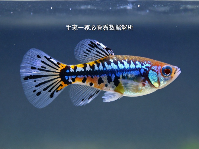马赛克孔雀鱼水温稳定与头胸甲比例,养鱼高手必看数据解析