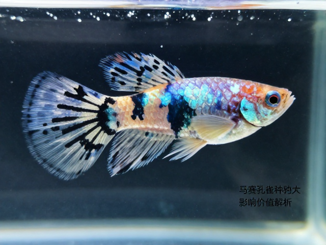 马赛克孔雀鱼种鱼价格波动大，鳞缘特征影响价值解析