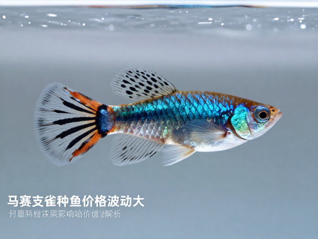 马赛克孔雀鱼种鱼价格波动大，鳞缘特征影响价值解析