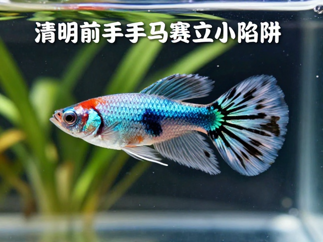 清明前入手马赛克孔雀鱼？警惕应激反应小陷阱，新手避坑指南
