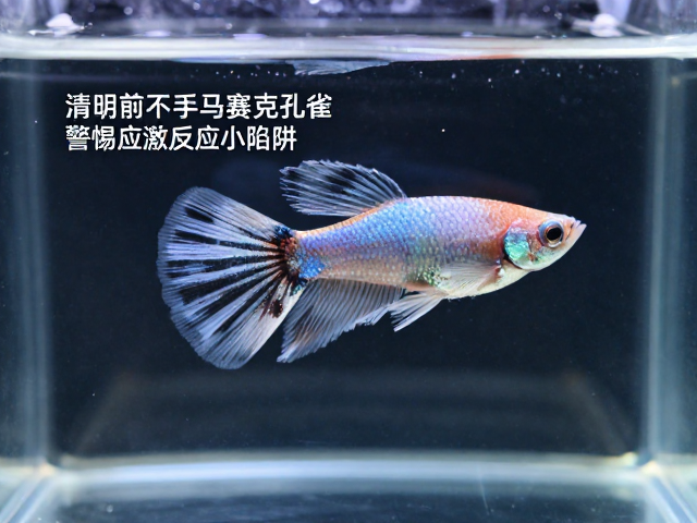 清明前入手马赛克孔雀鱼？警惕应激反应小陷阱，新手避坑指南