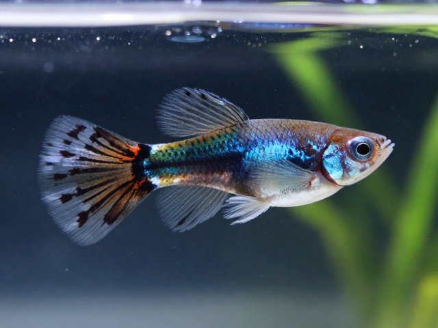 马赛克孔雀鱼幼鱼体色偏暗？新手入门首选的饲养指南
