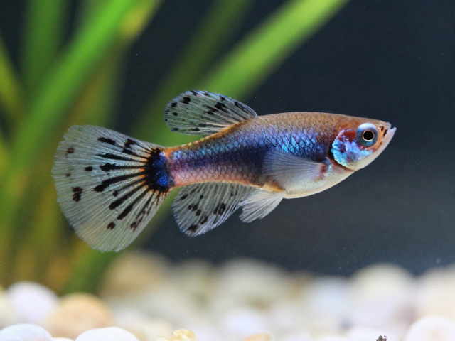 马赛克孔雀鱼幼鱼体色偏暗？新手入门首选的饲养指南