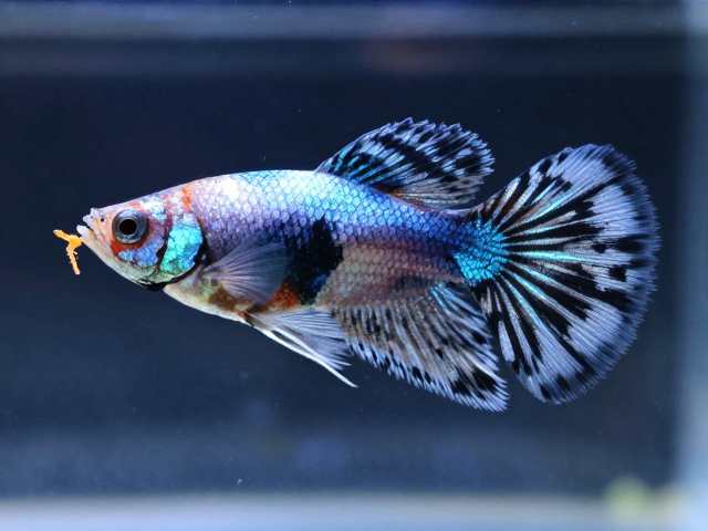 马赛克孔雀鱼腹鳍尖锐如刺?喂食丰年虾幼虫能缓解吗?
