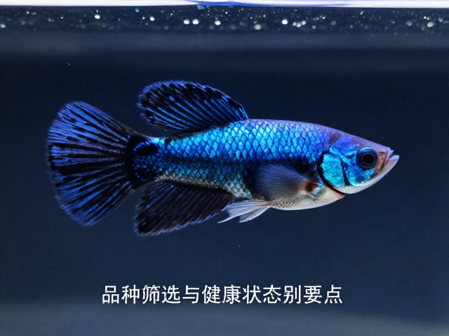 马赛克孔雀鱼蓝线鼠纯黑鳞片搭配指南，高流量养鱼技巧与选购攻略