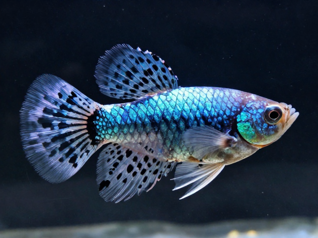 马赛克孔雀鱼鳞片边缘清晰，大而圆体型特征解析
