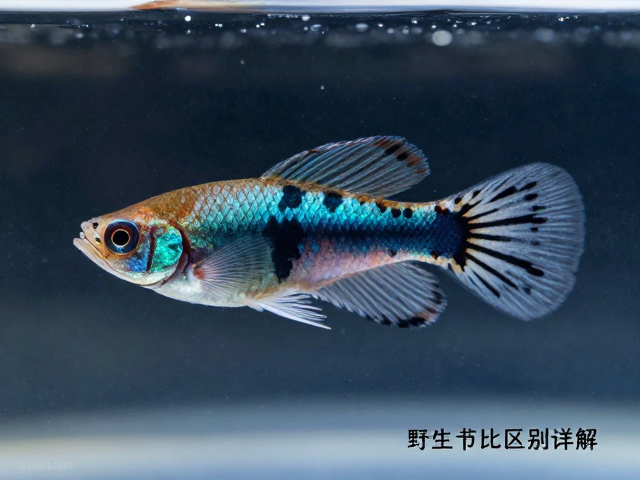 马赛克孔雀鱼无外伤是野生吗？野生与养殖区别详解