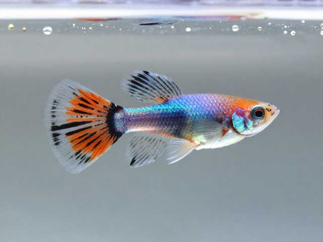 马赛克孔雀鱼扇尾幼鱼，体型小巧好养，新手入门首选
