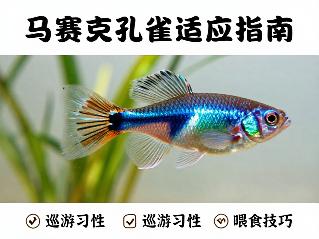 马赛克孔雀鱼人工饲料适应指南，底部巡游习性与喂食技巧