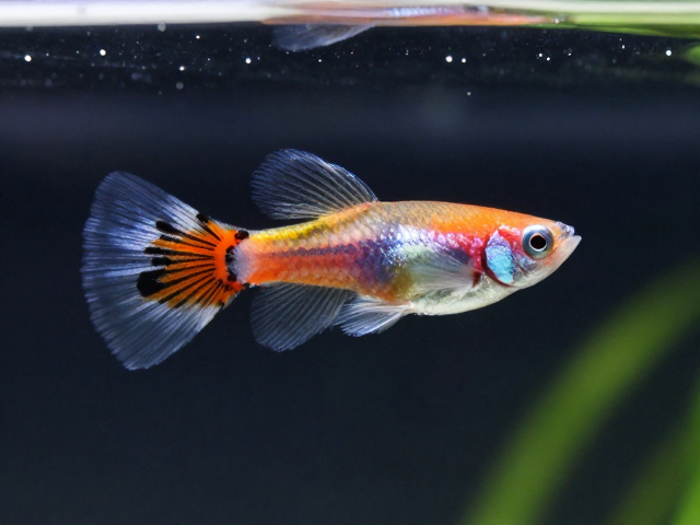 马赛克孔雀鱼扇尾幼鱼，体型小巧好养，新手入门首选