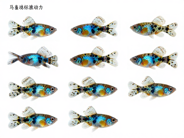 马赛克孔雀鱼斑点大小均匀，种鱼价格为何波动大？