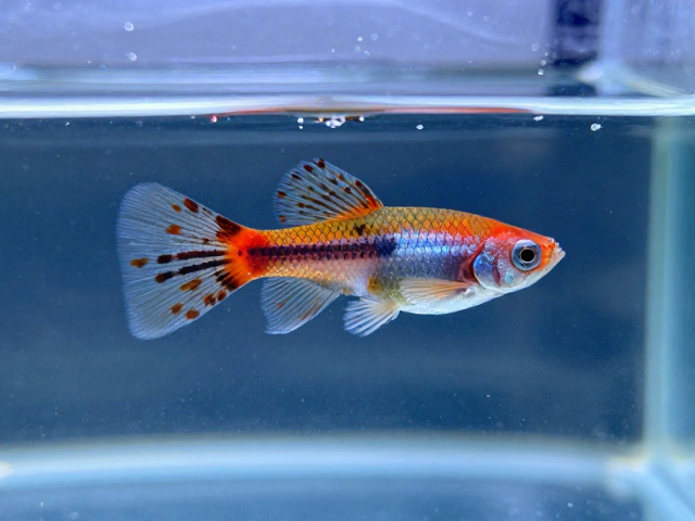 马赛克孔雀鱼肠炎静止悬浮？3步急救法，快速恢复活力