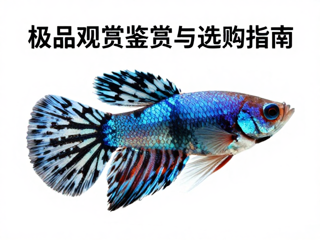 马赛克孔雀鱼尾柄黑竖纹稀有高价，极品观赏鱼鉴赏与选购指南