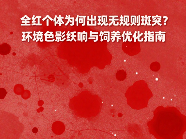 全红个体为何出现无规则斑块？环境色影响与饲养优化指南