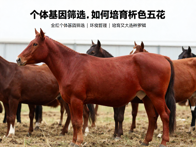 全红个体基因筛选，如何培育出色五花？专家揭秘选种逻辑