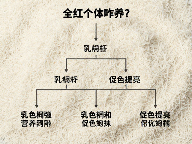 全红个体咋养？乳白色饲料营养搭配法，促色提亮
