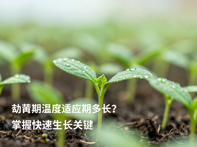 幼苗期温度适应期多长？掌握快速生长关键，让植物长势旺