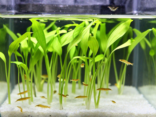 幼苗怕人？高蛋白丰年虾，遮蔽物，打造安全感满满的水族环境