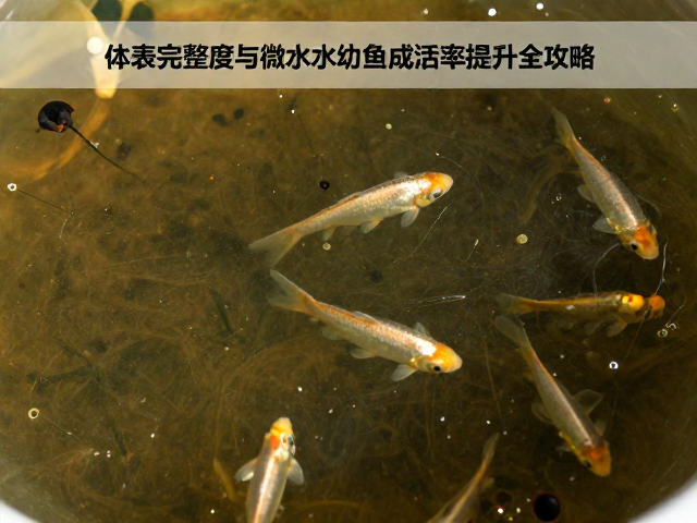 鱼苗体表完整度与微流水养殖，幼苗成活率提升全攻略