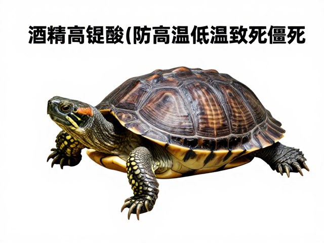 种龟鉴别与消毒，酒精高锰酸钾防高温低温致死僵死