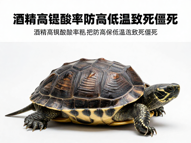 种龟鉴别与消毒，酒精高锰酸钾防高温低温致死僵死