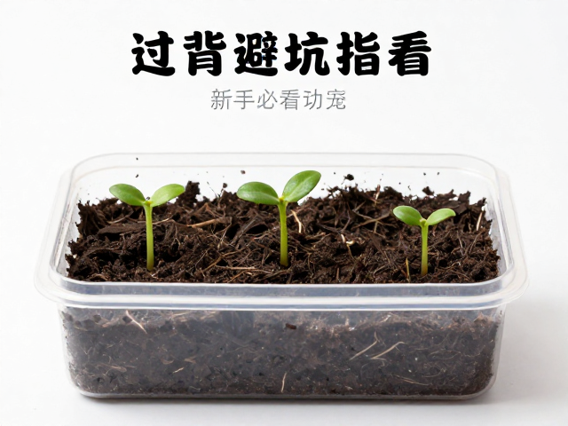 幼苗过背程度怎么看？隔离盒饲养避坑指南，新手必看