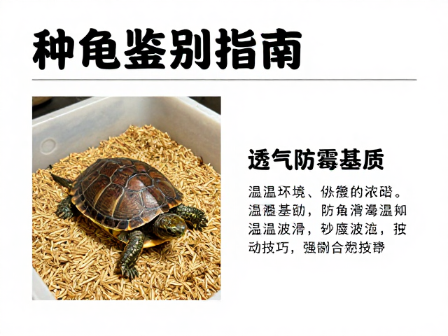 种龟鉴别指南，透气防霉基质与控温避波动技巧