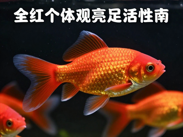 全红个体金鳞亮度足活性好，挑选优质观赏鱼指南