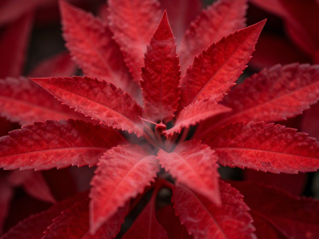 全红个体怎么养？调节光照强度让叶片呈云雾状更迷人