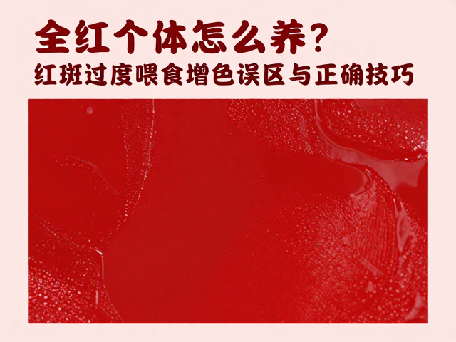 全红个体怎么养？红斑过度喂食增色误区与正确技巧