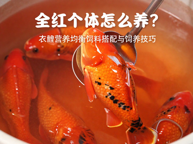 全红个体怎么养？衣鲤营养均衡饲料搭配与饲养技巧