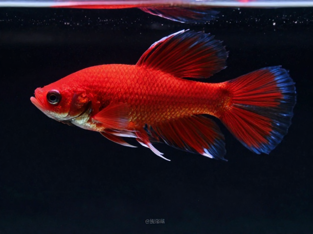 全红个体金属鳞雄鱼色域深,极品观赏鱼特征解析与选购指南