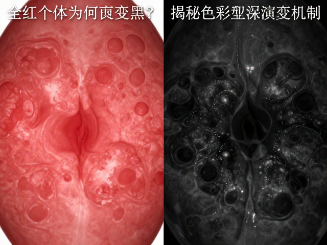全红个体为何变黑？揭秘色彩加深过程与黑色型演变机制