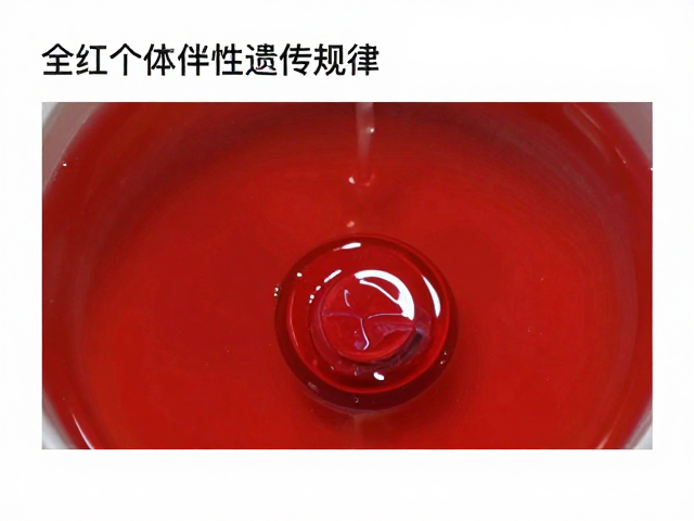 全红个体伴性遗传规律，频繁换水是否影响基因表达？