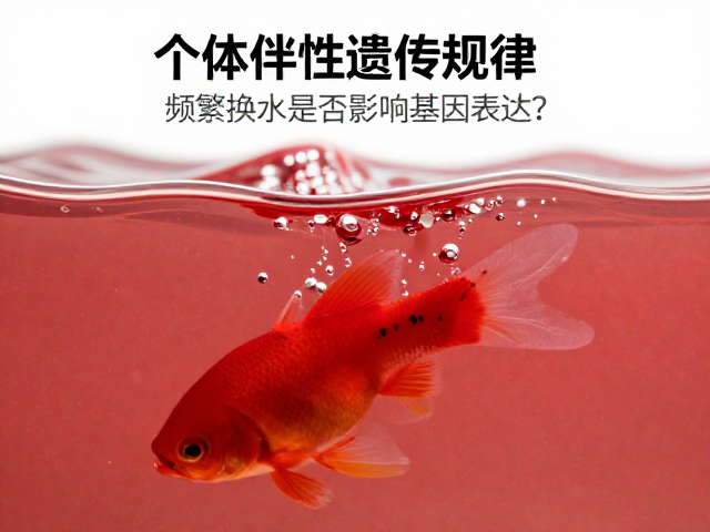 全红个体伴性遗传规律，频繁换水是否影响基因表达？