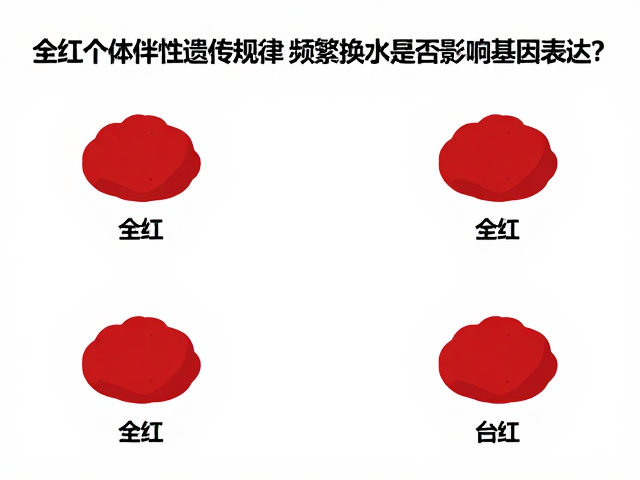 全红个体伴性遗传规律,频繁换水是否影响基因表达?