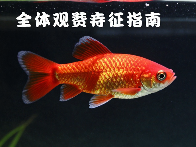 全红个体背部赤地金鳞，顶级观赏鱼特征解析与饲养指南