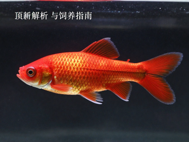 全红个体背部赤地金鳞，顶级观赏鱼特征解析与饲养指南