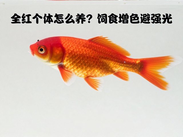 全红个体怎么养？饲料增色避强光，锦鲤/金鱼爆色秘籍