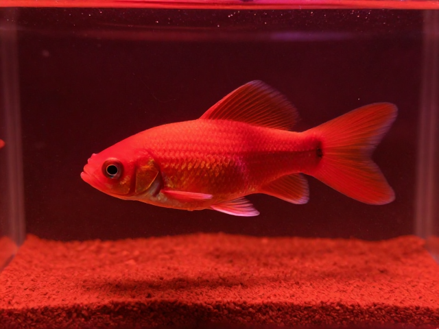 全红个体怎么养?赤红底色搭配专用增色饲料,打造顶级观赏鱼