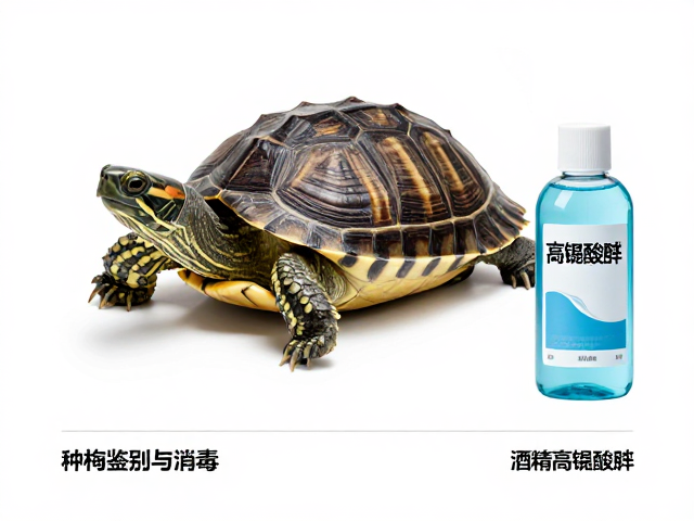 种龟鉴别与消毒,酒精高锰酸钾用法,基质厚度适宜指南