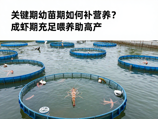 对虾养殖，幼苗期如何补营养？成虾期充足喂养助高产